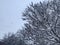 branches of tree covered with snow