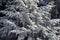 Branches of a tree covered in snow in mountainous alpine setting in Austria.