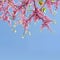 Branches of tree Eastern Redbud Cercis Canadensis in blossom with pink flowers.