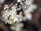 Branches tree flowers spring bees white petals nectar garden nature background