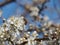 Branches tree flowers spring bees white petals nectar garden nature background