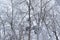 Branches of a tree in a frost on a background of the sky /