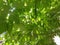 Branches of a tree with green large leave