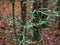 Branches of a tree with a green parasitic fungus called lichen. A detailed image of green lichen on a tree branch. close