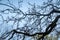 Branches of a tree without leaves in late autumn against the sky