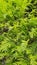 Branches of a tree like to an acacia with green fresh foliage