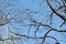 Branches of a tree with an orange squirrel and a bright blue sky