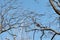 Branches of a tree with an orange squirrel and a bright blue sky