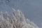 Branches of tree top with hoarfrost and rime with trees and thick fog in background