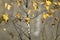 Branches of a tree with yellowing autumn leaves