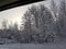 Branches treed heavy snow winter sunrise sky over trees e