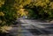 branches of trees in the autumn forest form a tunnel over a wet asphalt road along which cars travel