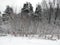 Branches of trees covered with snow after a snowstorm