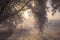 Branches of trees in hoarfrost on a background of white snow