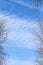 Branches of trees without leaves against sky with cirrus clouds
