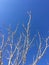 Branches of trees without leaves stretch up in a bright blue sky