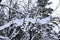 Branches of trees with a thick layer of snow in a winter city park