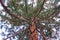 Branches and trunk of Sequoia Gigantea