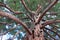 Branches and trunk of Sequoia Gigantea