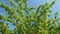 Branches with unripe cherries on a background of blue May sky.