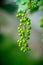 Branches of unripe grape in the vineyard