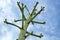 Branches of unusual large agave flower stalk