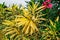 Branches with variegated yellow-green leaves of Nerium oleander in the garden, close-up. Outdoor ornamental and landscaping plant