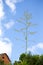 The branches of a very tall tree with a beautiful blue sky in the background