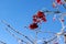 Branches of viburnum with bright juicy red clusters of berries are covered with ice and snow on blue background sky