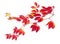 Branches of Virginia creeper with autumn leaves on white background