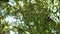 Branches of weeping willow sway in the wind against a blue sky. View from below