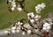 Branches of white snowberry on a blurred background