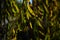 Branches of white willow falling down. Detail willow. Branches of a white willow. Sunlight. Beautiful white willow