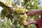 Branches of White wine grapes growing in Georgian fields. Close up view of fresh red wine grape in Georgia. Vineyard view with big