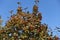 Branches of whitebeam with ripe red berries against the sky