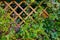 Branches of wild grapes with leaves on the wooden trellis of the garden gazebo.