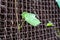 Branches of wild grapes with leaves on the wooden trellis of the garden gazebo. Hedge. High quality photo