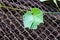 Branches of wild grapes with leaves on the wooden trellis of the garden gazebo. Hedge. High quality photo