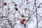 Branches of wild rose bush in hoarfrost in winter with red berries.