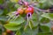 Branches of wild rose with ripening fruits. Ripening wild rose berries on the green branch