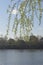 Branches of willow against the background of the sky descending to the water