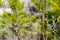 Branches of a willow with earrings, spring background. Thin willow twigs