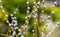 Branches of a willow with earrings, spring background. Thin willow twigs