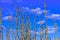 Branches of a willow with swollen buds against the background of a lush blue sky and clouds in the rays of the sun.