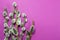 Branches of a willow on a violet background.