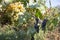 Branches of wine grapes growing in Georgian fields. Close up view of fresh wine grape in Georgia. Vineyard view with big grape gr