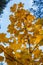 Branches with yellow fading leaves against the blue sky