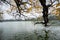 Branches of yellow leaves with Turtle Tower on background at Ho Guom lake, center of Hanoi