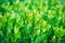 Branches of a young boxwood closeup - background