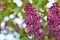 Branches of a young lilac bloom among green leaves